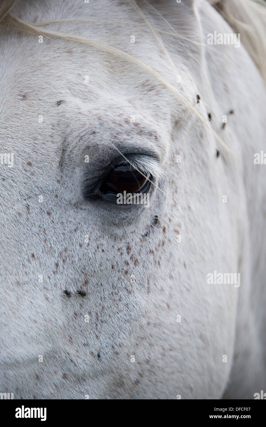 Un livre blanc 19 ans cheval arabe dans un enclos sur l'île suédoise de Gotland Banque D'Images