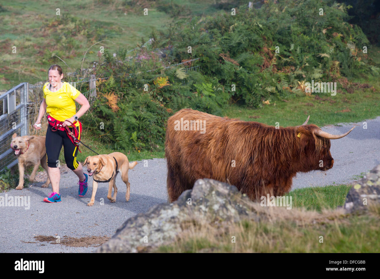 Une femme qui traverse la balise sur Highland cattle, Leicestershire, UK. Banque D'Images