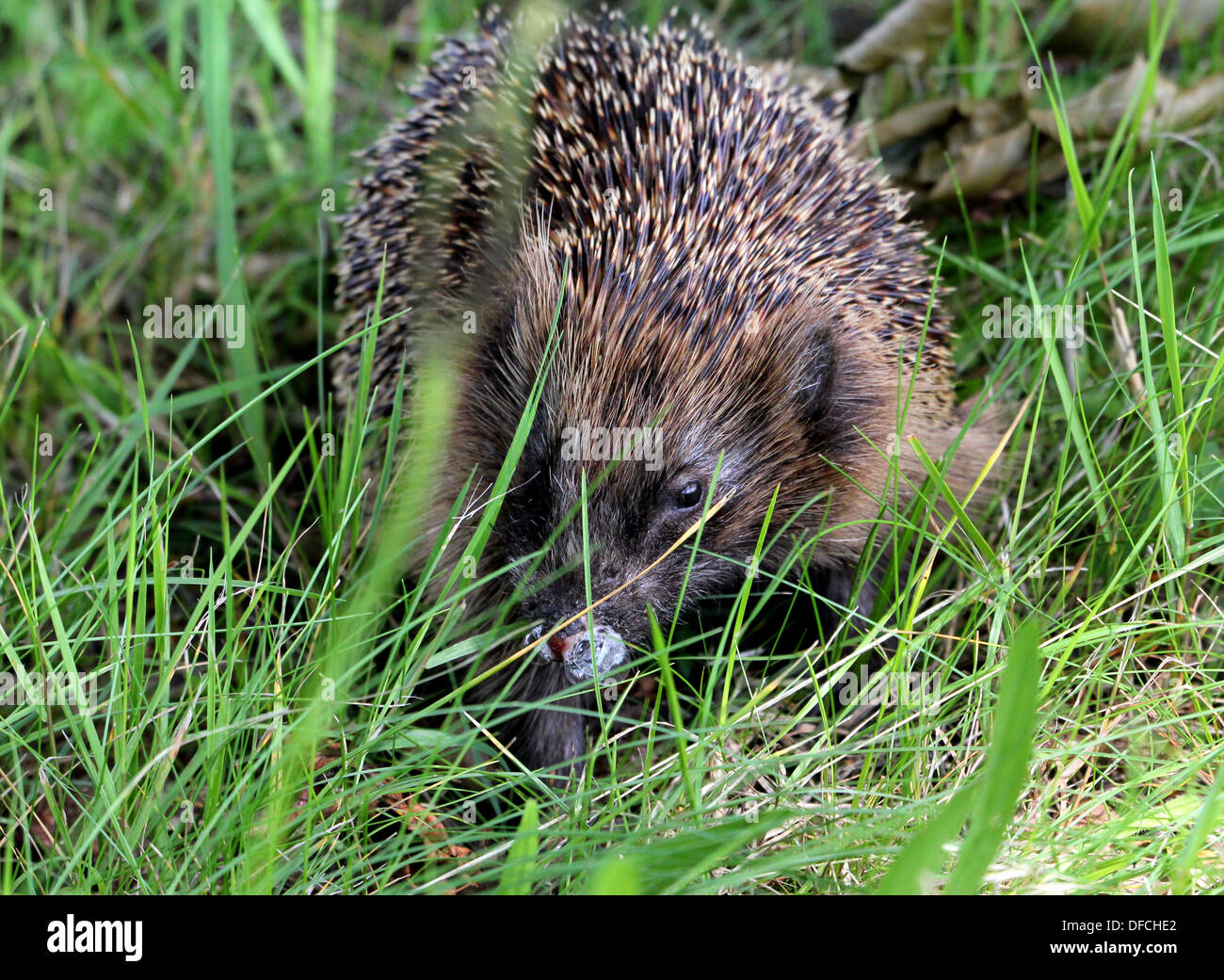 Close-up of a Western Hérisson (Erinaceus europaeus) marcher dans l'herbe sur une journée ensoleillée Banque D'Images