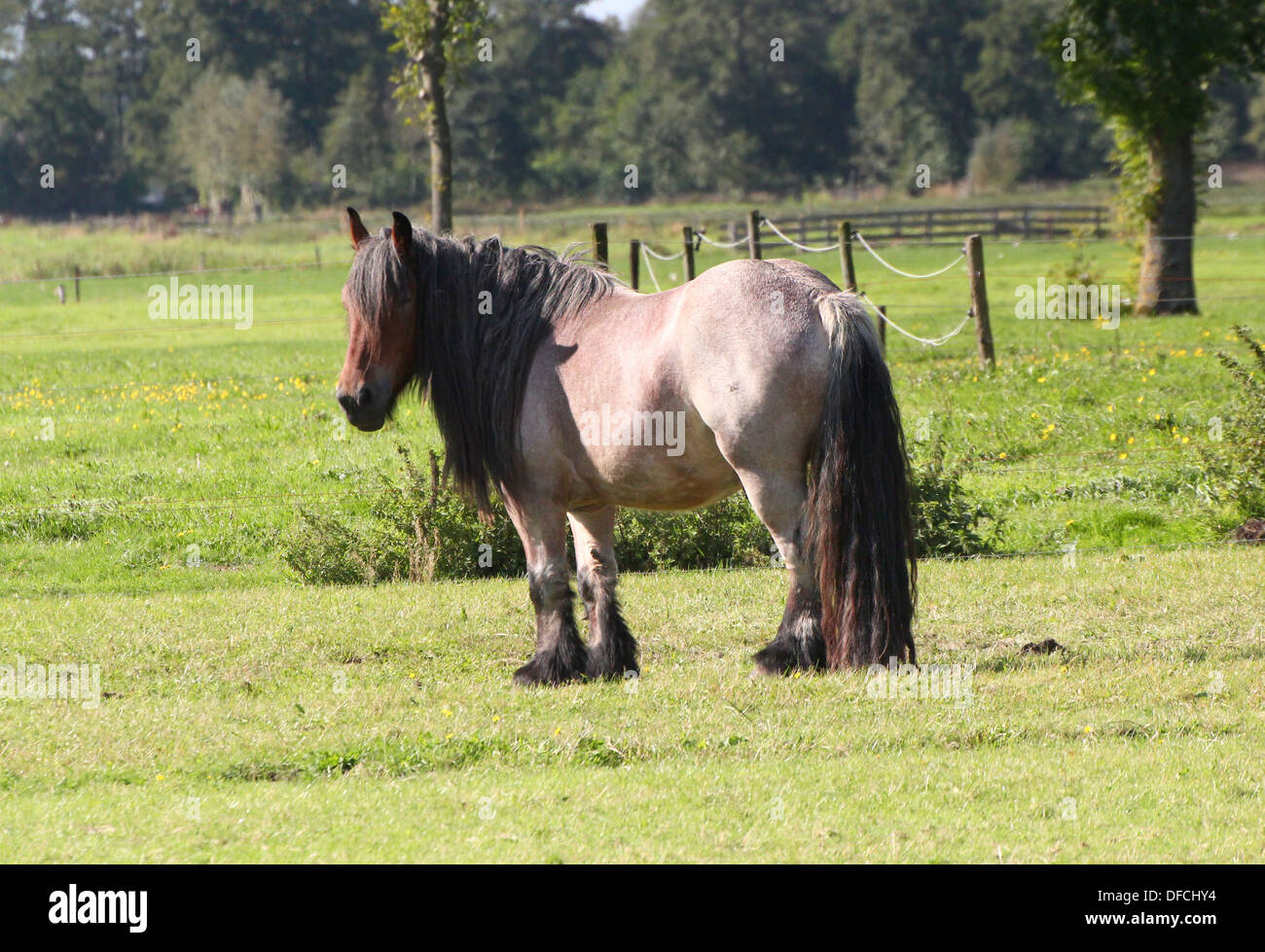 Belgian Heavy horse ou cheval Brabant (Brabançon) posant dans un pré en été Banque D'Images