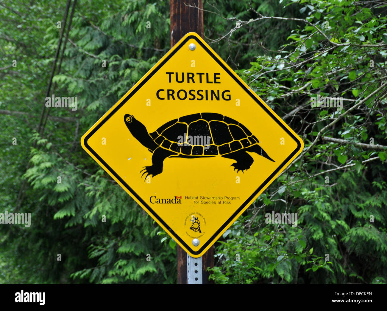 Turtle Crossing Sign Banque D'Images