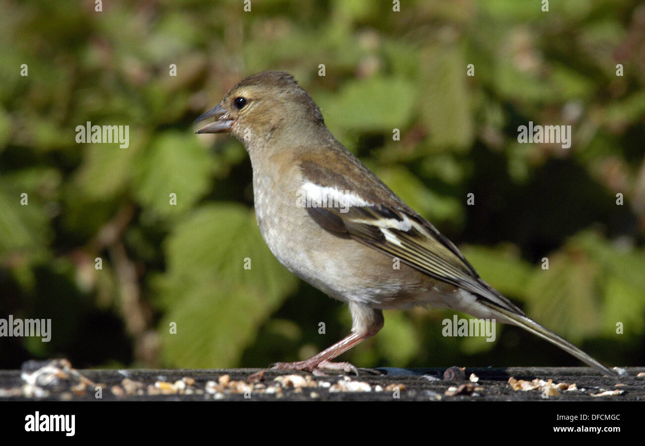 Chaffinch féminin sur un tableau d'oiseaux, Dartmoor, Devon, UK Banque D'Images