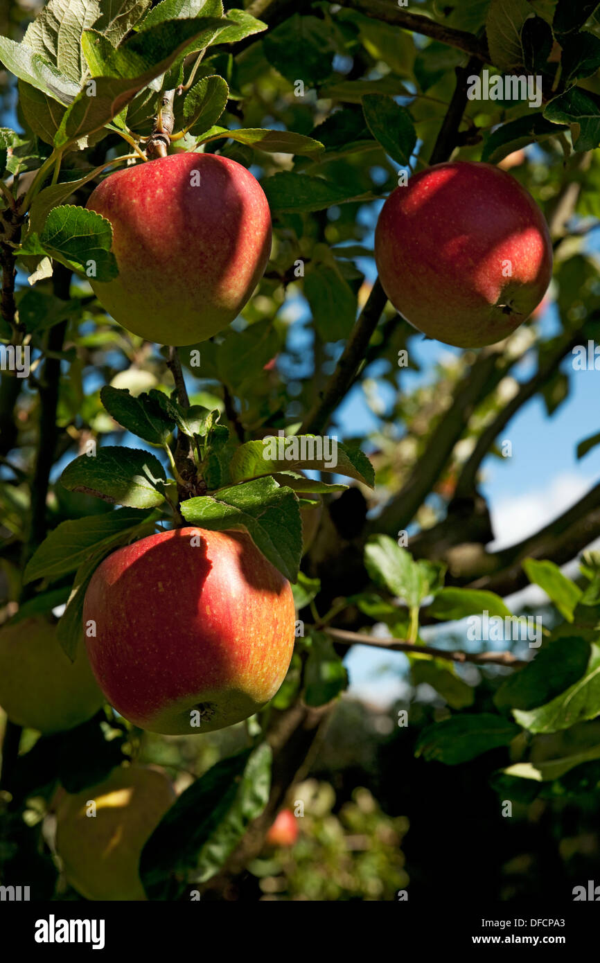 Gros plan de pommes Charles Ross fruits mûrs Culture sur un arbre Angleterre Royaume-Uni Royaume-Uni Grande Grande-Bretagne Banque D'Images