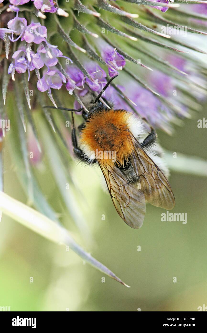 Bombus pascuorum, Cardeur commun-bee sur Cardère sauvage Dipsacus fullonum, République tchèque sur les bourdons noirs, Cardère sauvage Dipsacus fullonum Banque D'Images