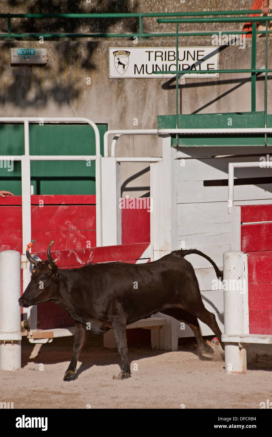 La tauromachie Camarguaise Cours Bull Fontvieille France Banque D'Images