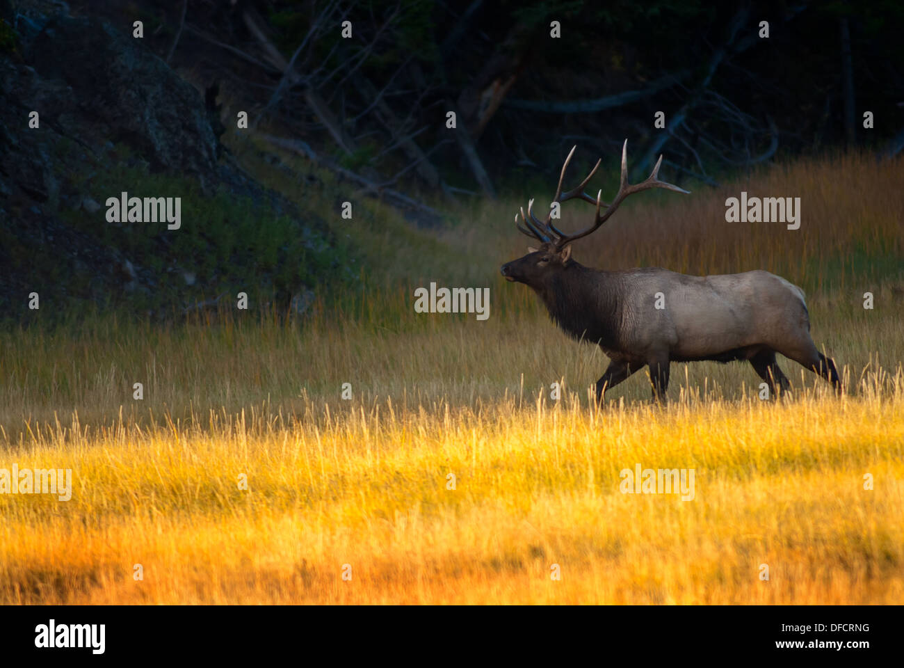 Bull Elk marcher dans la lumière du matin d'or dans le Parc National de Yellowstone Banque D'Images