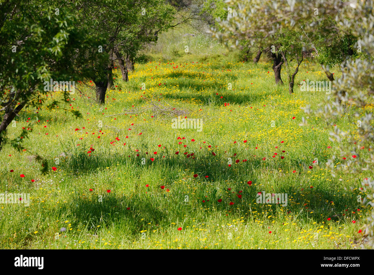 La Turquie, d'amandiers et de fleur de pavot Banque D'Images