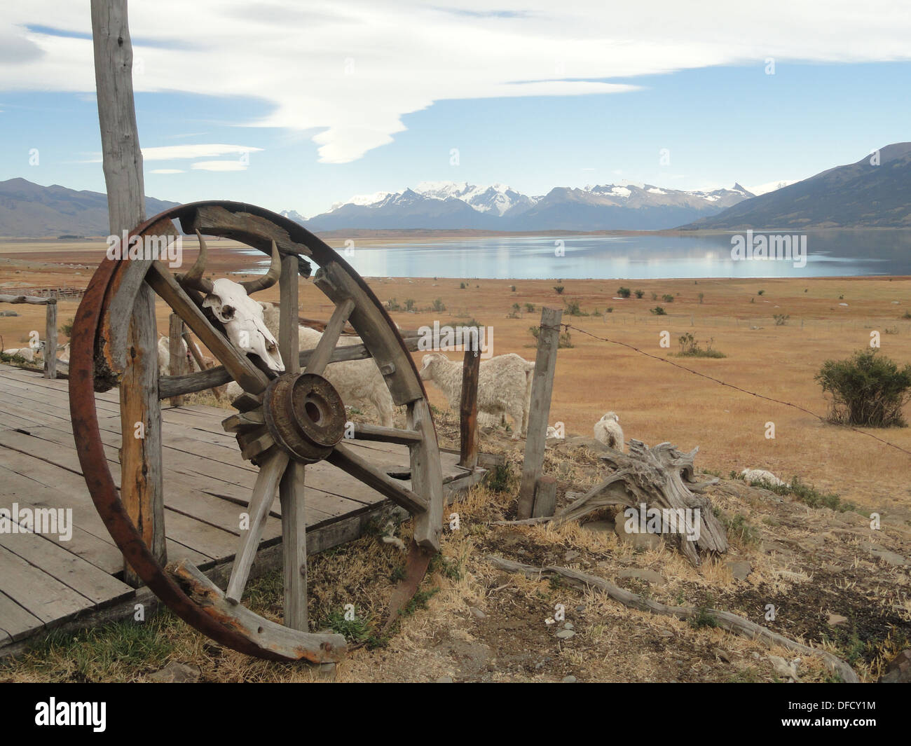Un mouton de Patagonie ranch, près de El Calafate, Argentine Banque D'Images