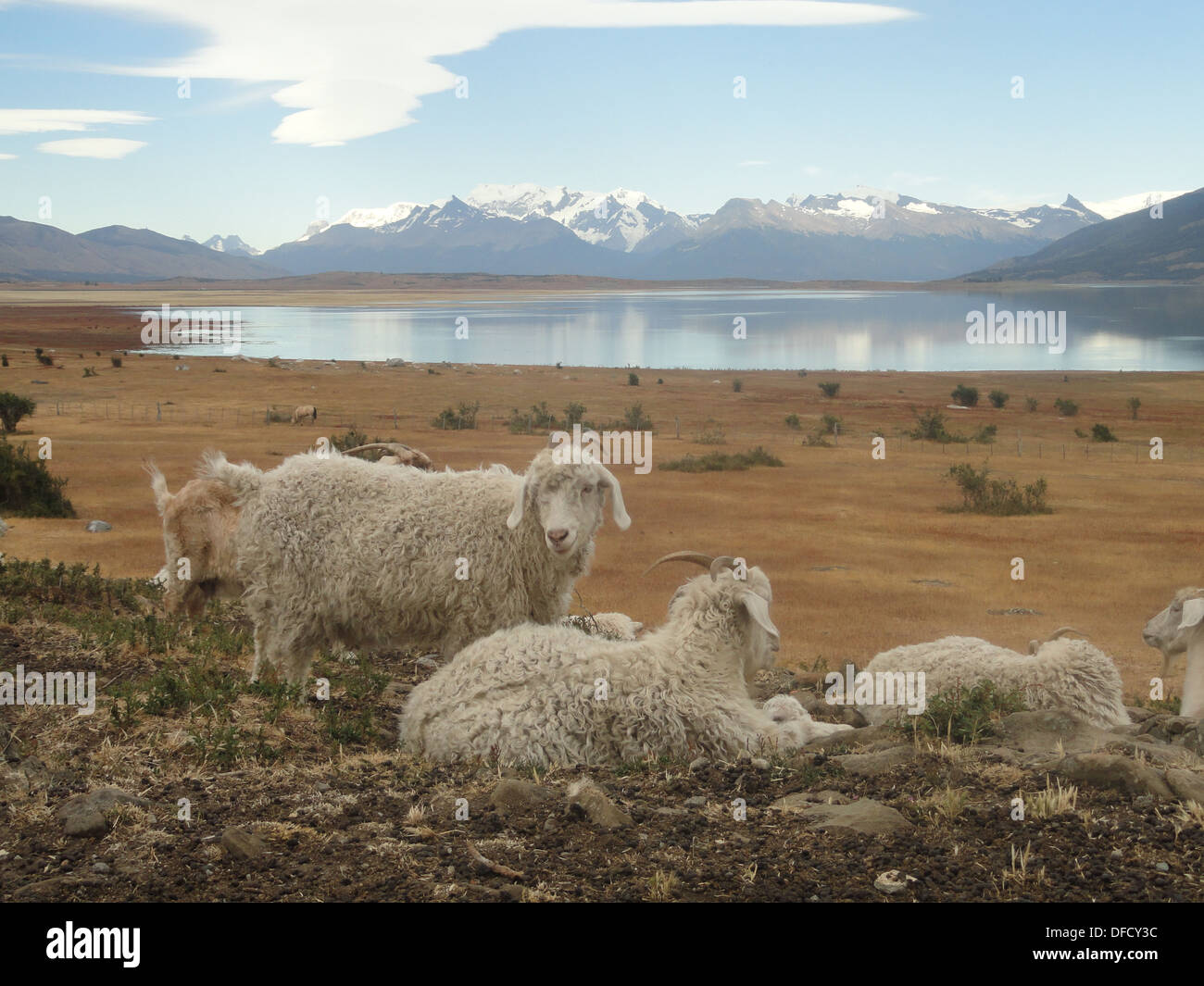 Un mouton de Patagonie ranch, près de El Calafate, Argentine Banque D'Images