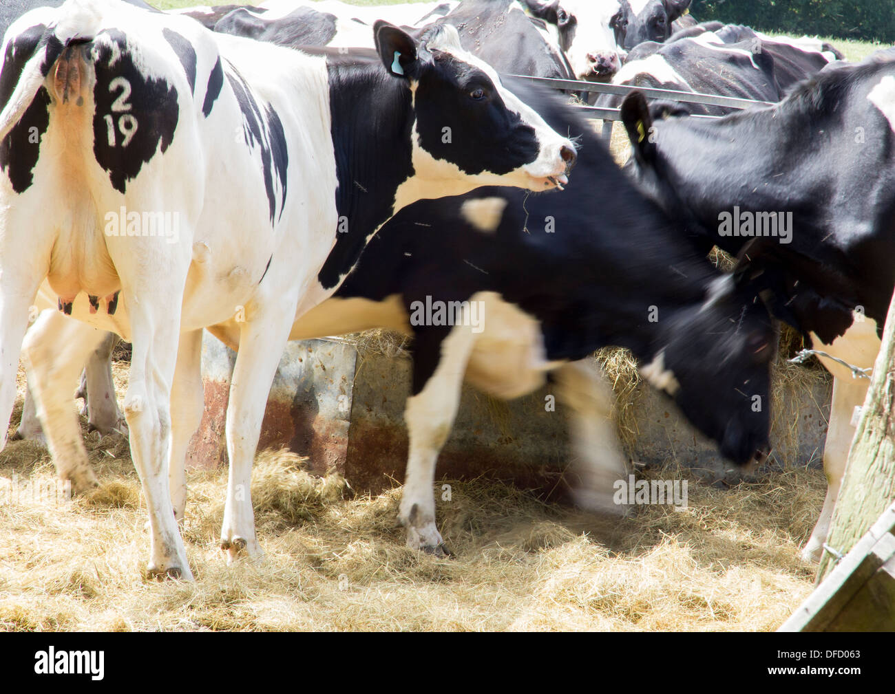 26 juillet 2013, près de Lewes, dans le Sussex, UK : fresian vaches mangeant de la paille d'un creux. L'un est encore flou, sur d'autres. Banque D'Images