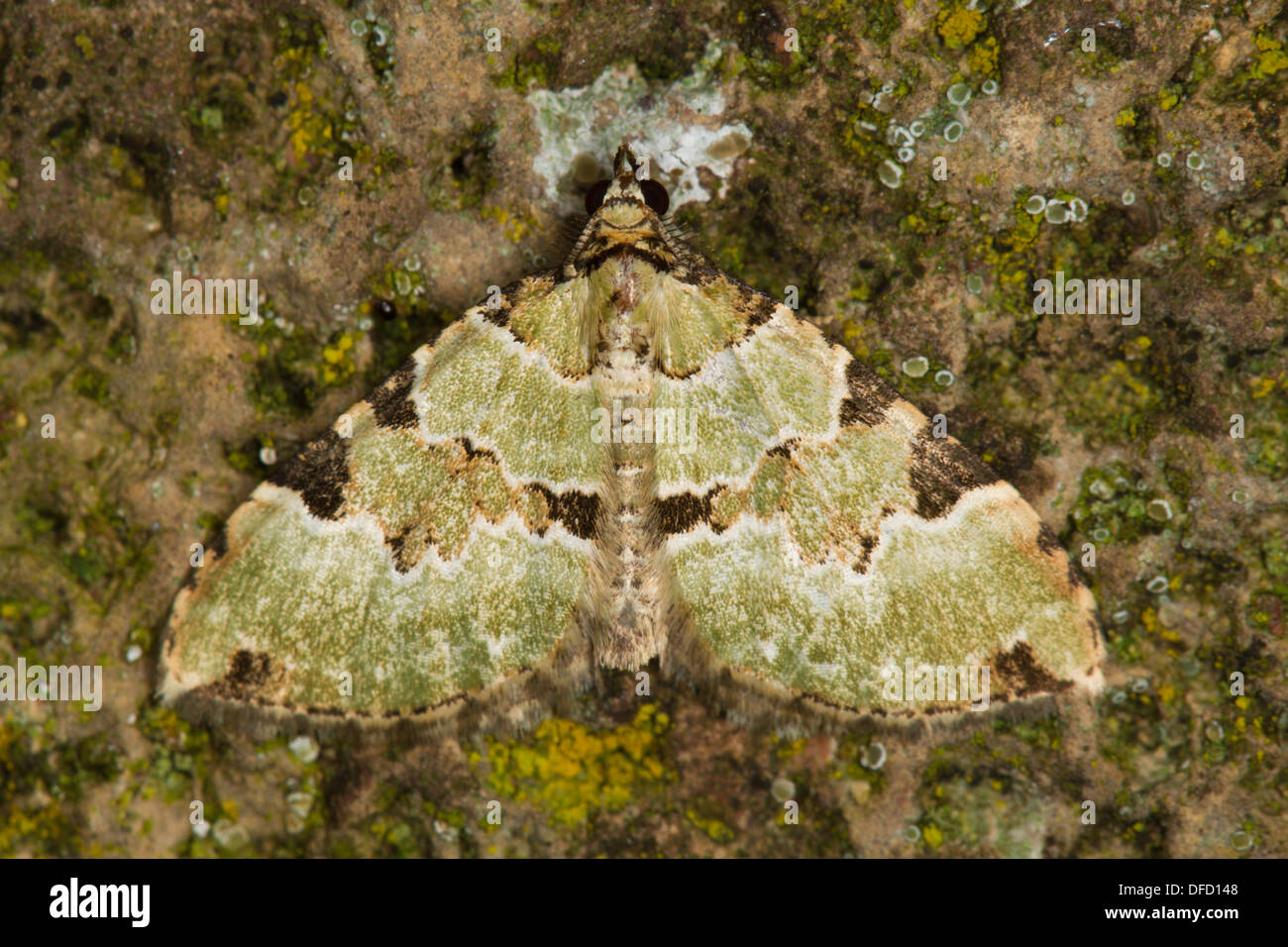 Colostygia pectinataria (Tapis Vert) reposant sur le rocher couvert de lichens Banque D'Images