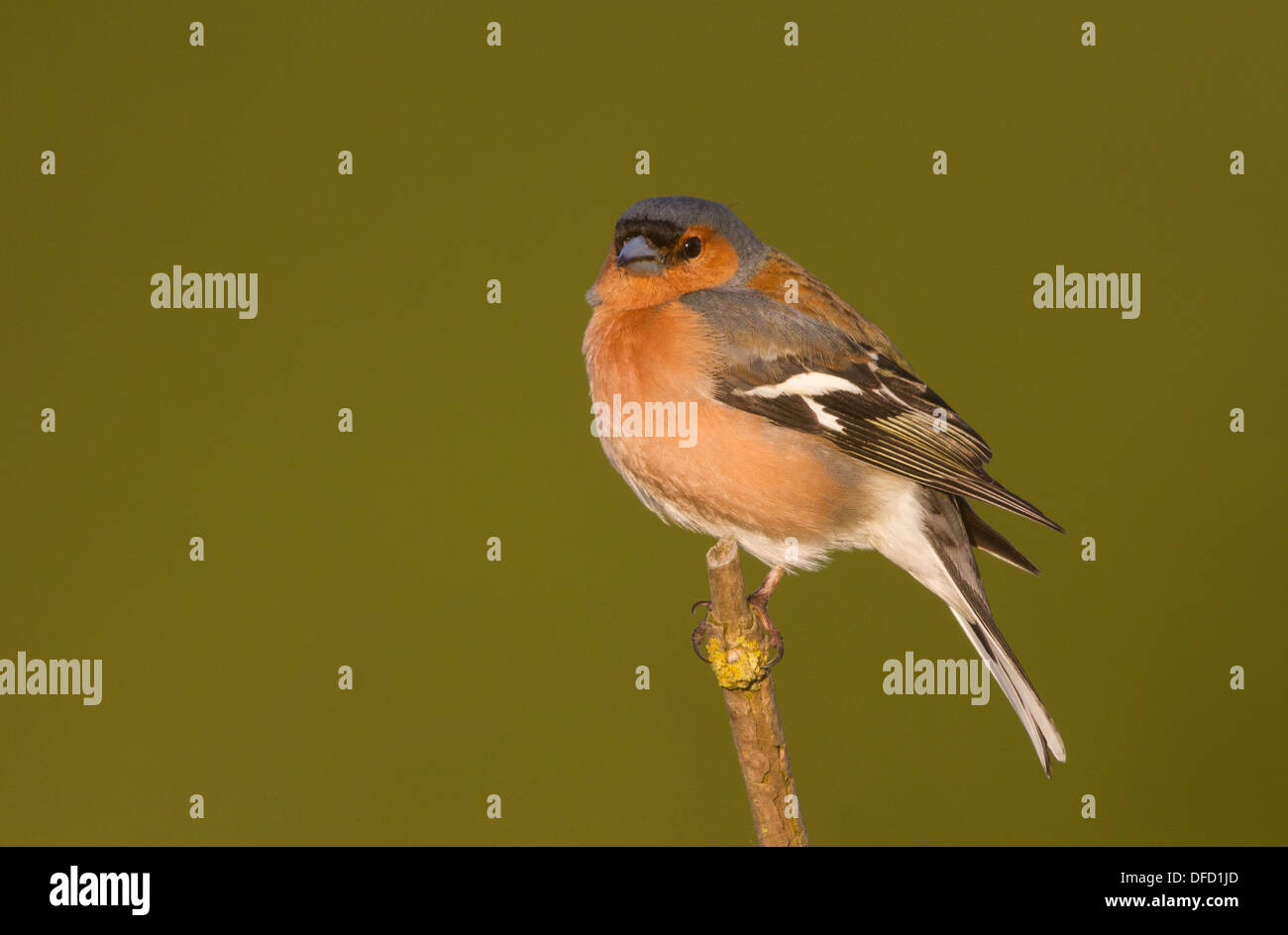 (Fringilla coelebs Chaffinch mâle) sur fond vert Banque D'Images