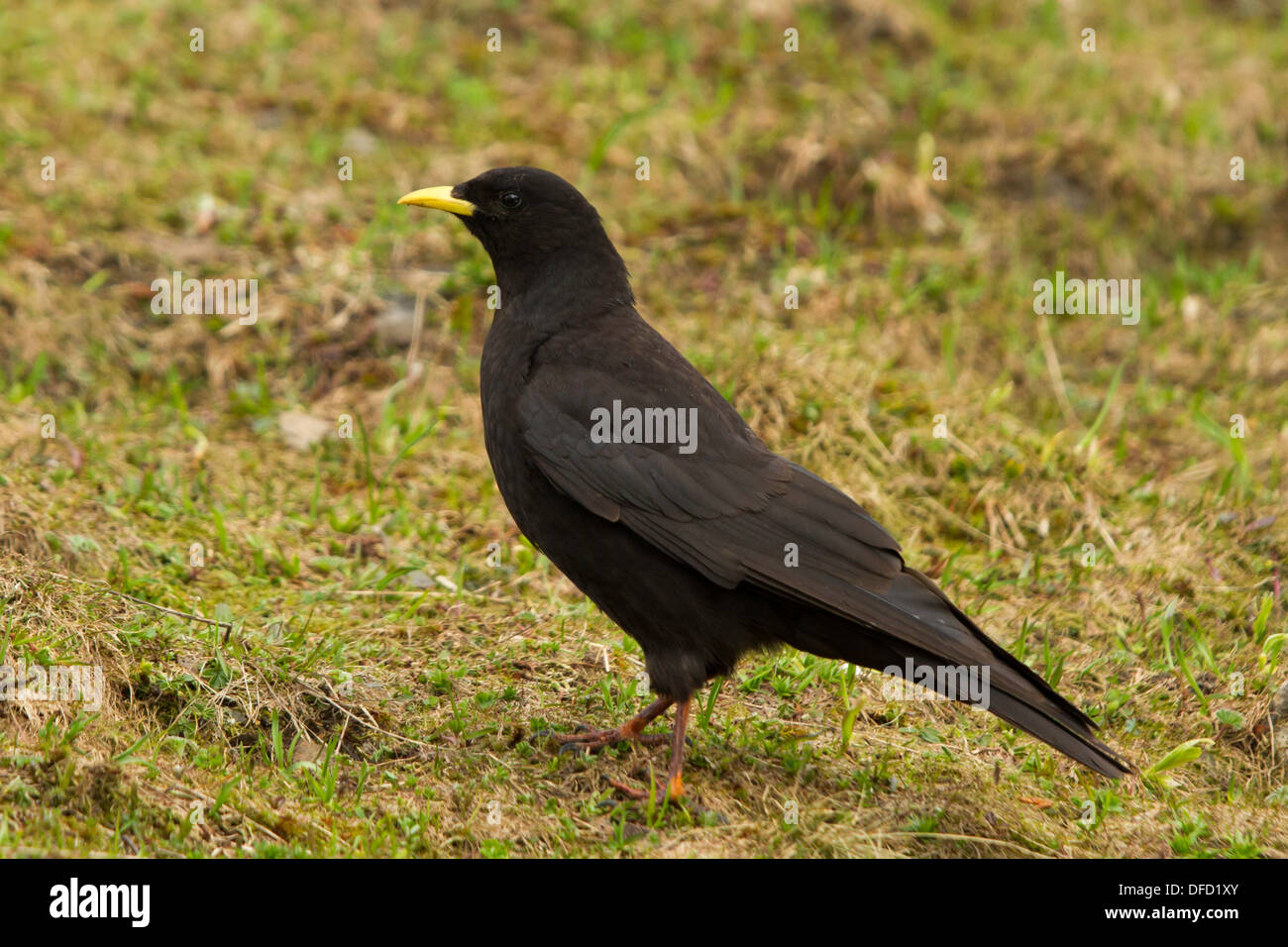 Alpine Chough Pyrrhocorax graculus) (sur une pente gazonnée Banque D'Images