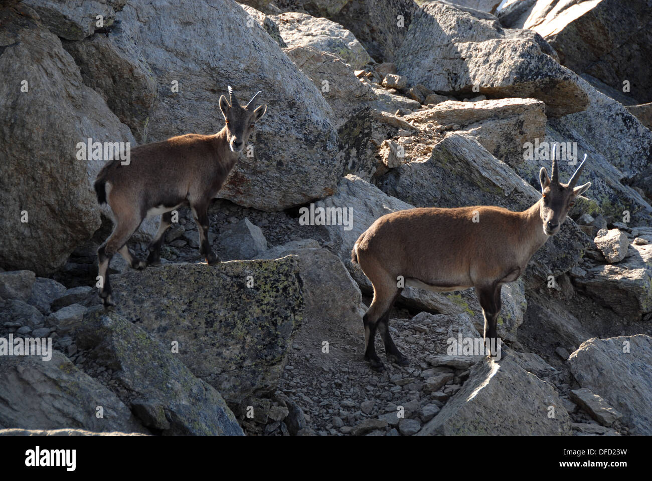 (Capra ibex ibex femelle) sur le Piz Languard, Engadine, Suisse Banque D'Images