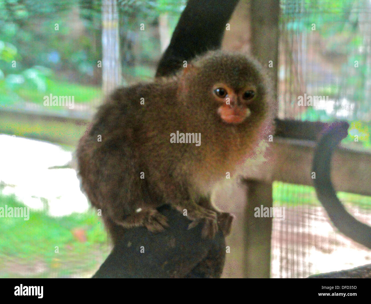 Un ouistiti pygmée en captivité dans un zoo près de Iquitos en Amazonie péruvienne Banque D'Images
