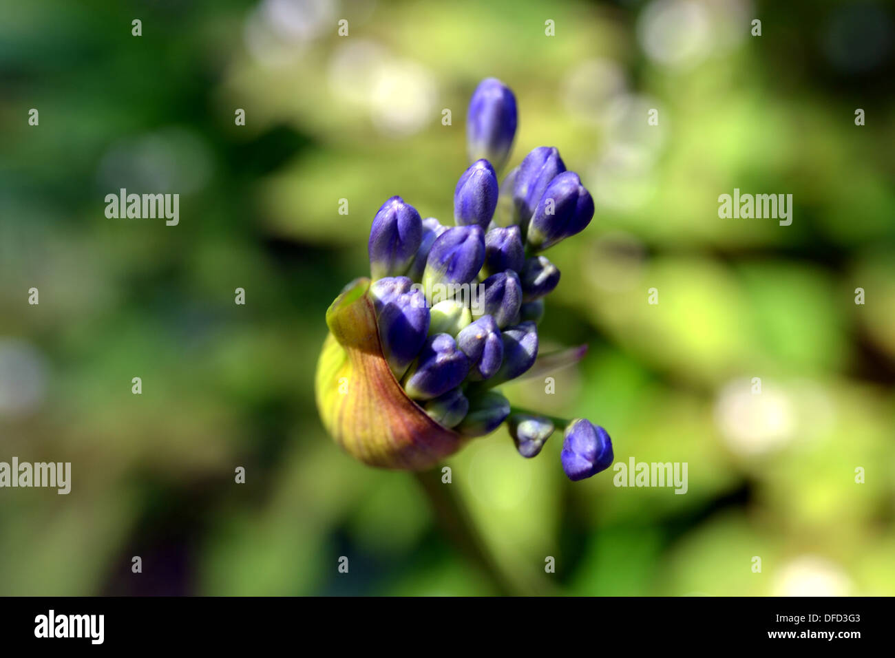 Agapanthus (Lily) de l'Afrique de l'ouverture des bourgeons de fleurs Banque D'Images