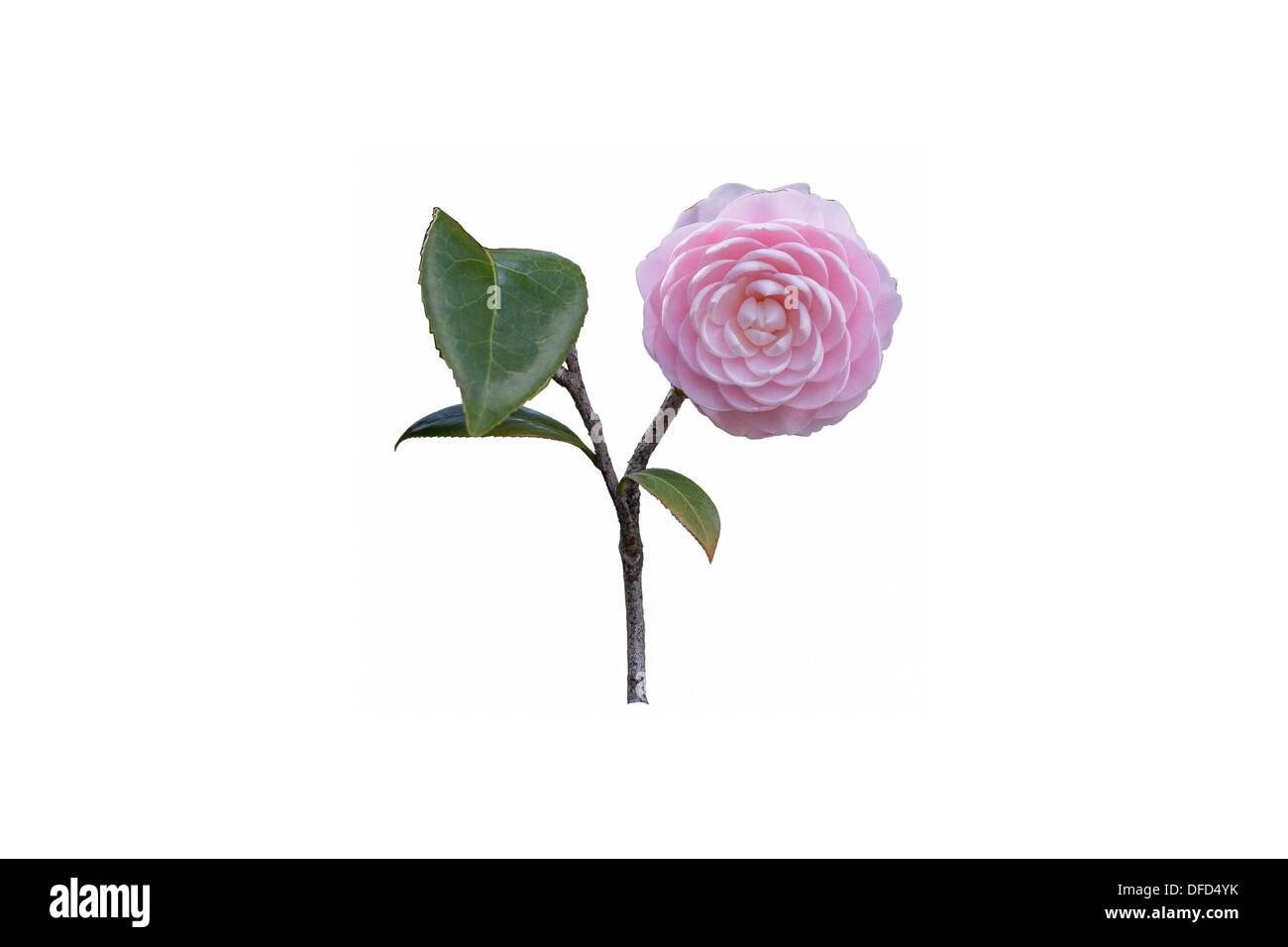 Cette image est d'un seul camélia rose et feuilles isolées sur un fond blanc. Banque D'Images