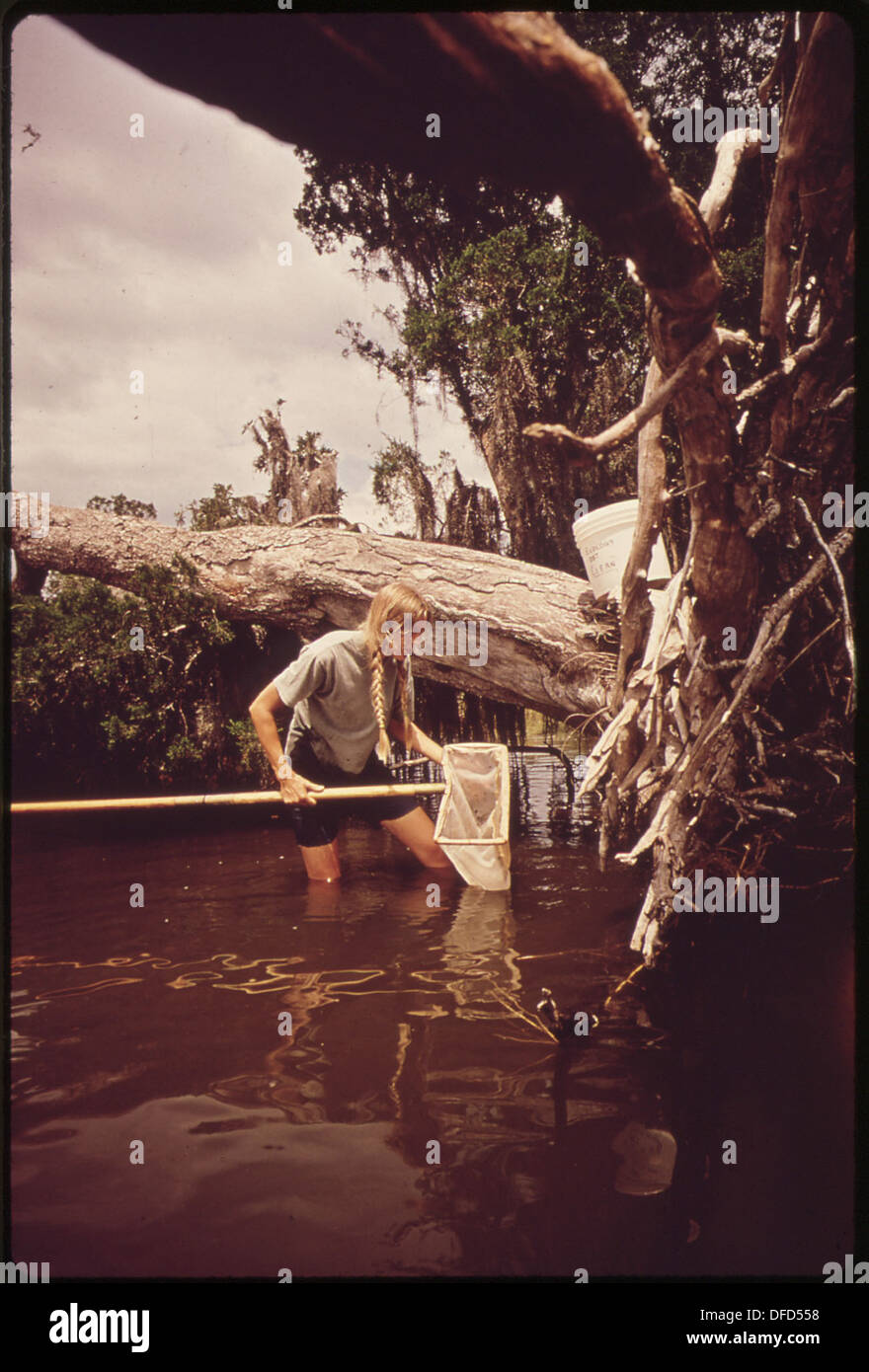 Laboratoire de l'EPA GULF BREEZE, EXCURSION À TOM KING BAYOU DANA BETH TYLER, biologiste des pêches, est à l'épuisette pour... 546347 Banque D'Images