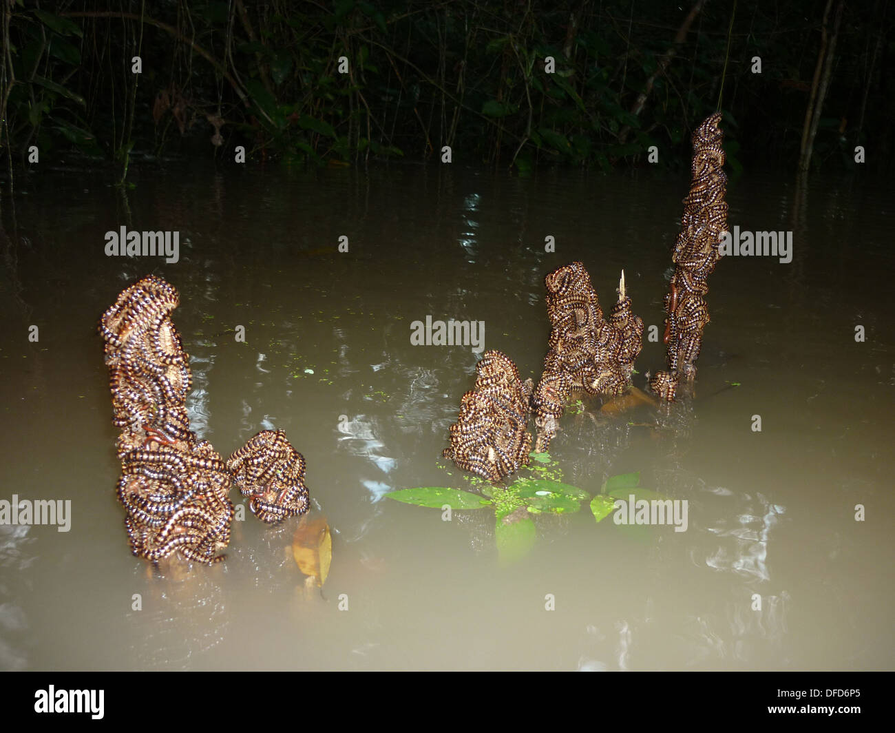 Les mille-pattes et les insectes grimper les souches d'arbres dans le but d'échapper à l'augmentation du niveau de l'eau dans la forêt tropicale amazonienne. Banque D'Images