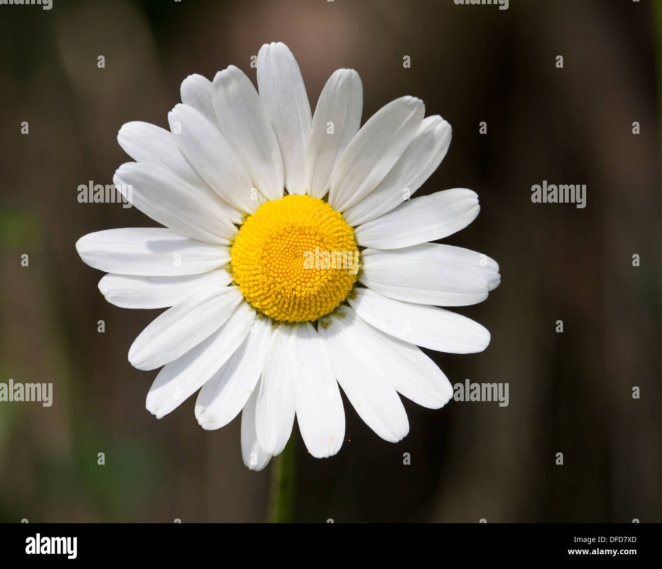 Marguerite blanche fleur Banque D'Images
