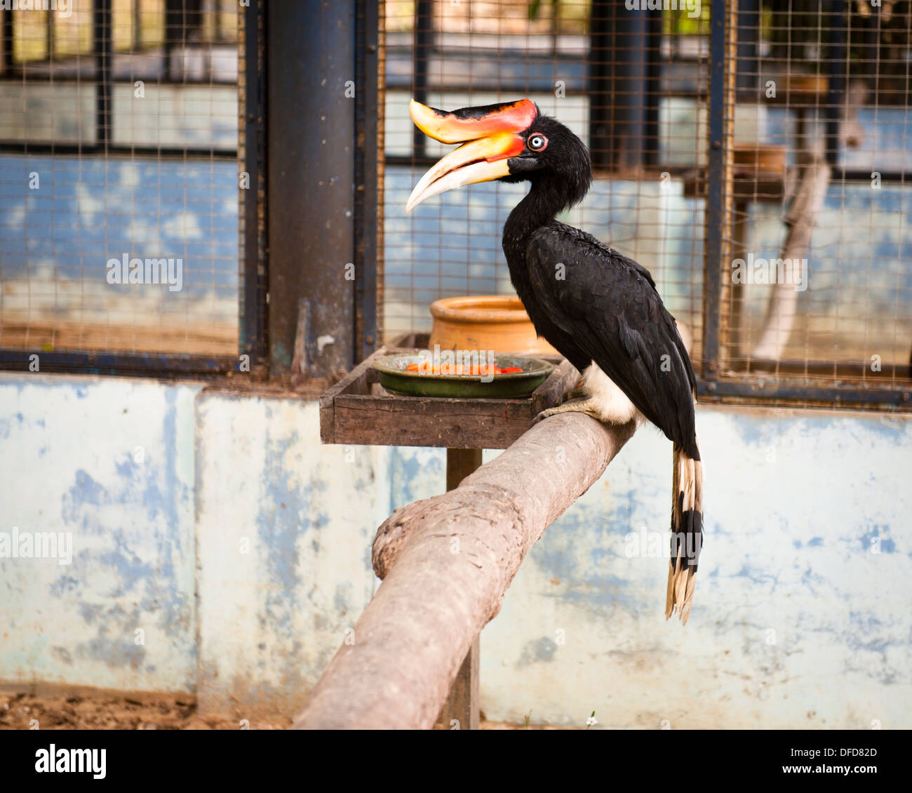 Calao, Bird Park Labuan Banque D'Images