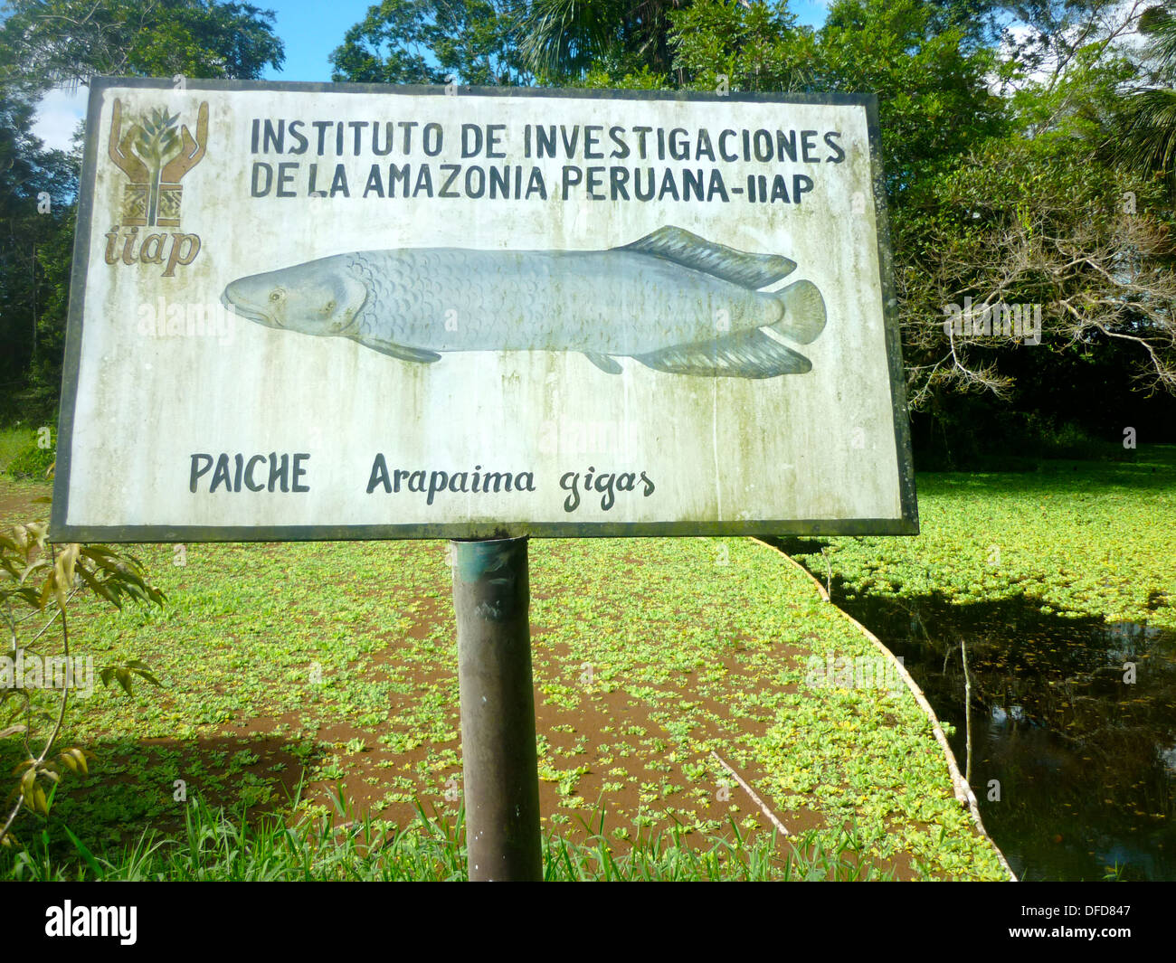 Un lac est utilisé pour garder le poisson amazonien 'Paiche', près de la ville de Iquitos, Loreto, Pérou Banque D'Images