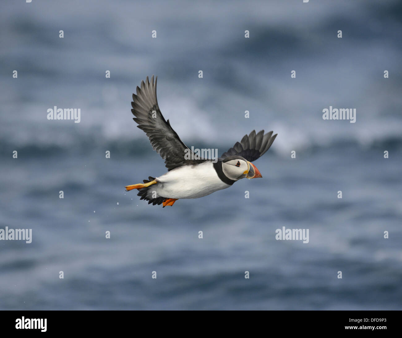 Macareux moine (Fratercula arctica Banque D'Images