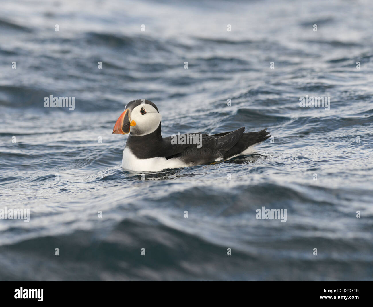 Macareux moine (Fratercula arctica Banque D'Images