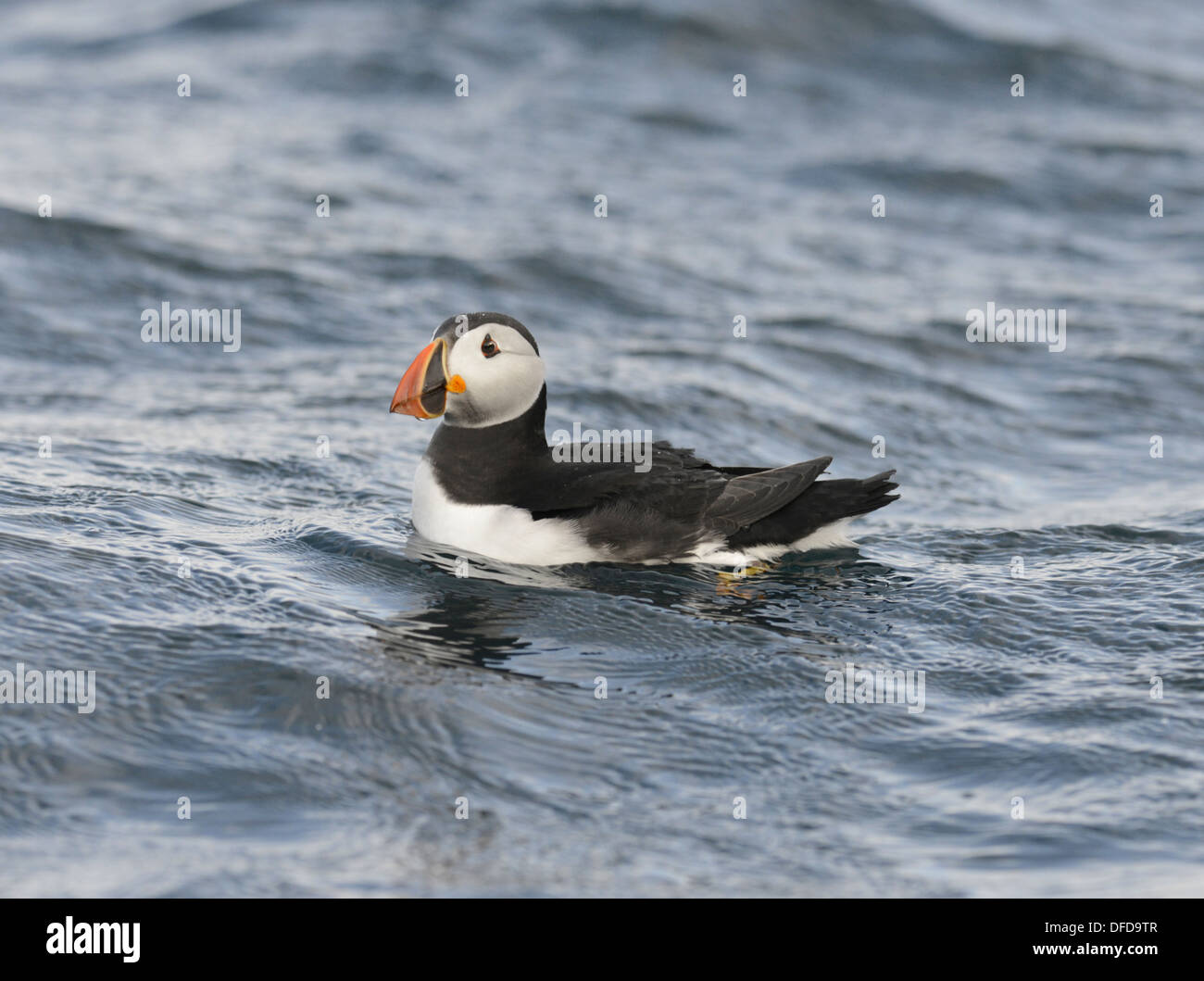 Macareux moine (Fratercula arctica Banque D'Images