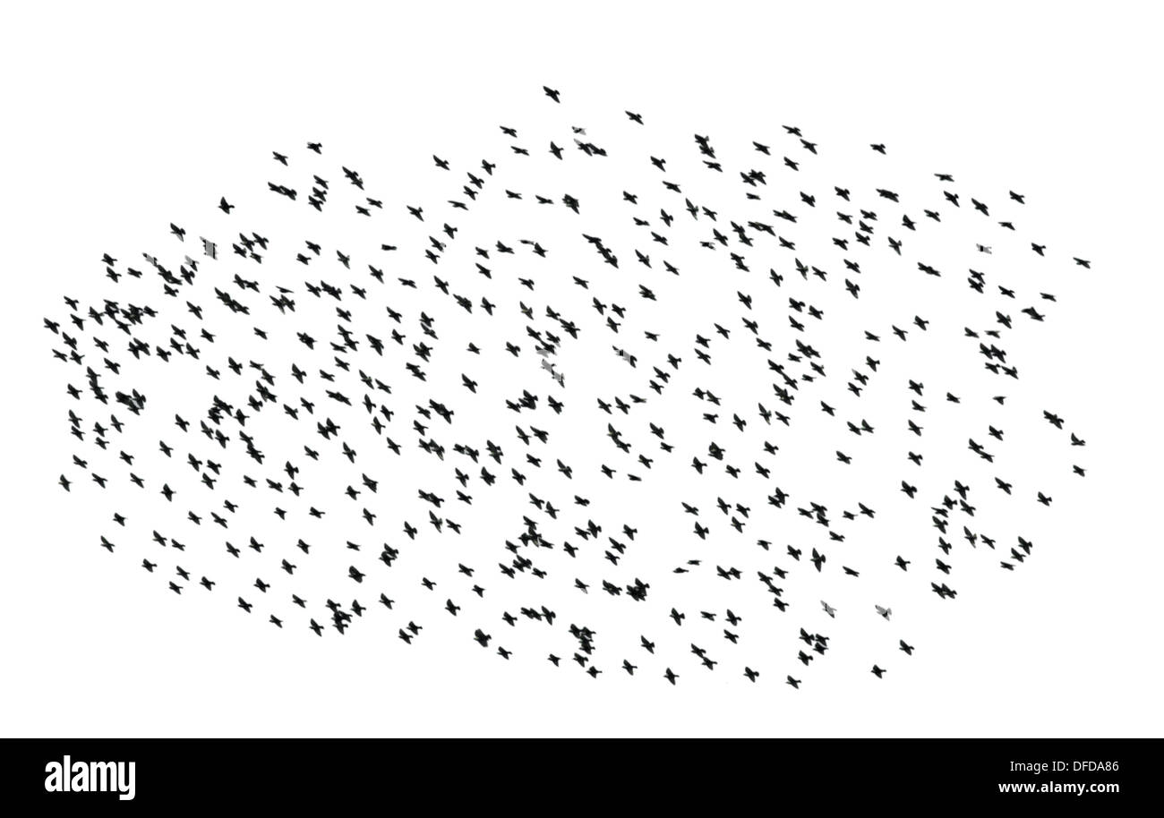 Starling Sturnus vulgaris Banque D'Images