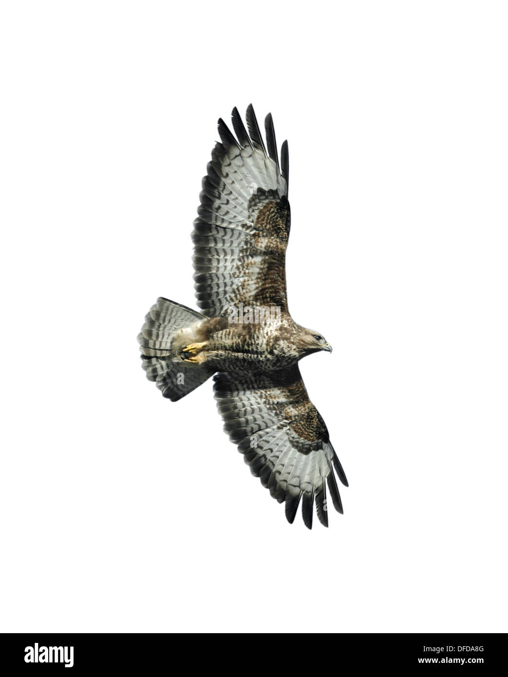 Buteo buteo BUZZARD Banque D'Images