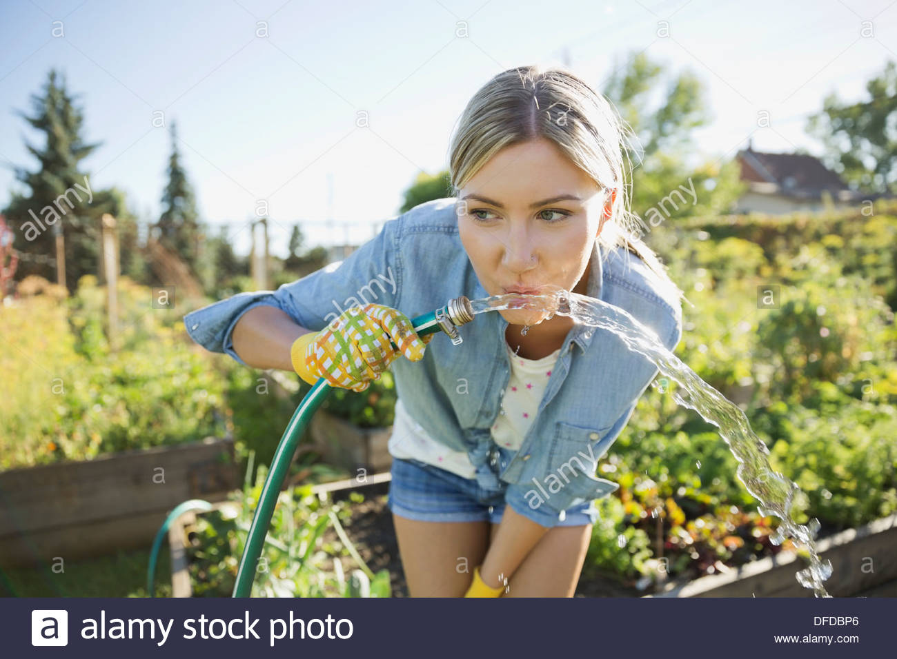 Femme de l'eau potable tuyau de jardin Banque D'Images
