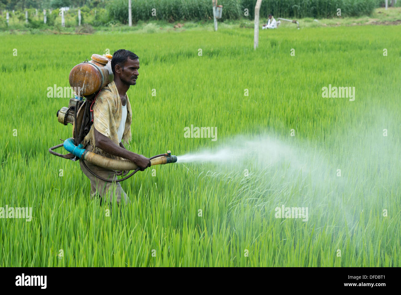 L'homme indien une pulvérisation de pesticides avec des cultures de riz ...