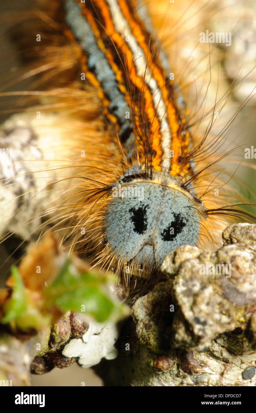 Une chenille du papillon le laquais (Malacosoma neustrie) ramper le long d'une brindille au St David's Head à Pembrokeshire, Pays de Galles. Mai. Banque D'Images