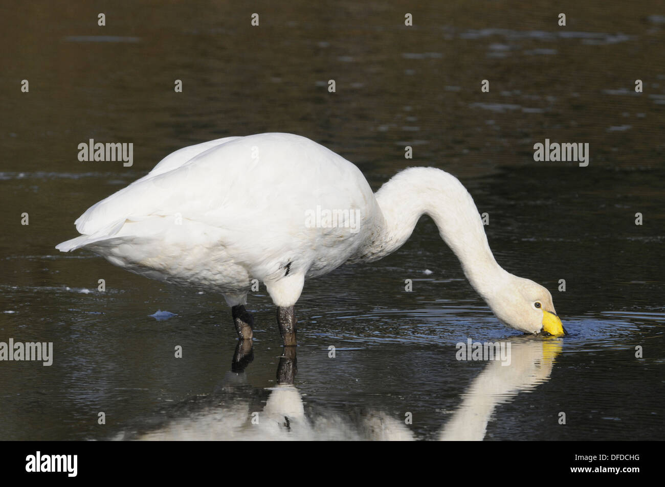 Cygne chanteur Cygnus cygnus Banque D'Images