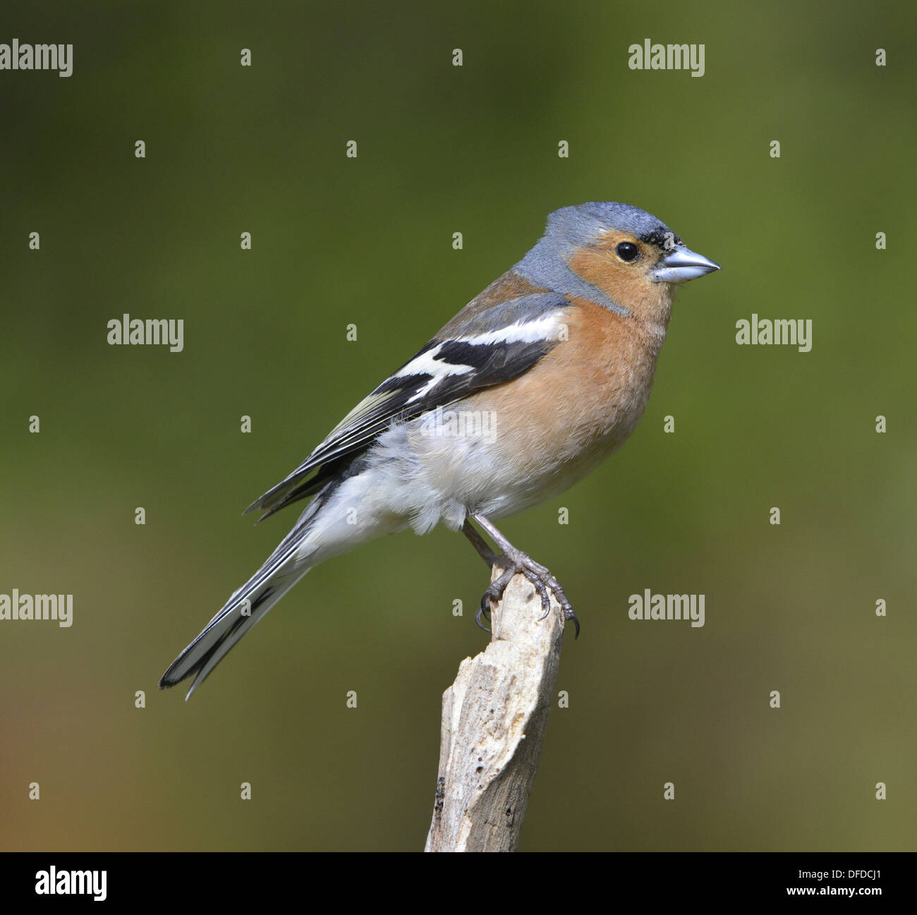 Chaffinch Fringilla coelebs Banque D'Images