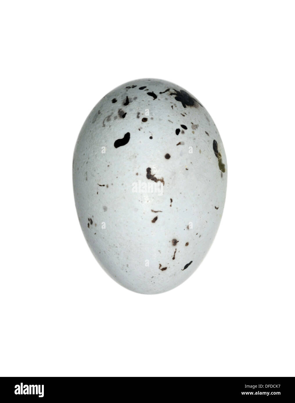 Pyrrhula pyrrhula Bouvreuil Banque D'Images