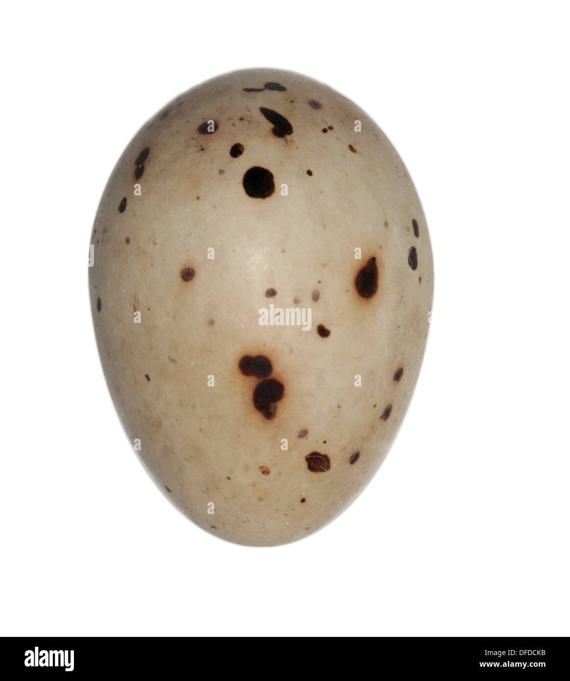 Chaffinch Fringilla coelebs Banque D'Images