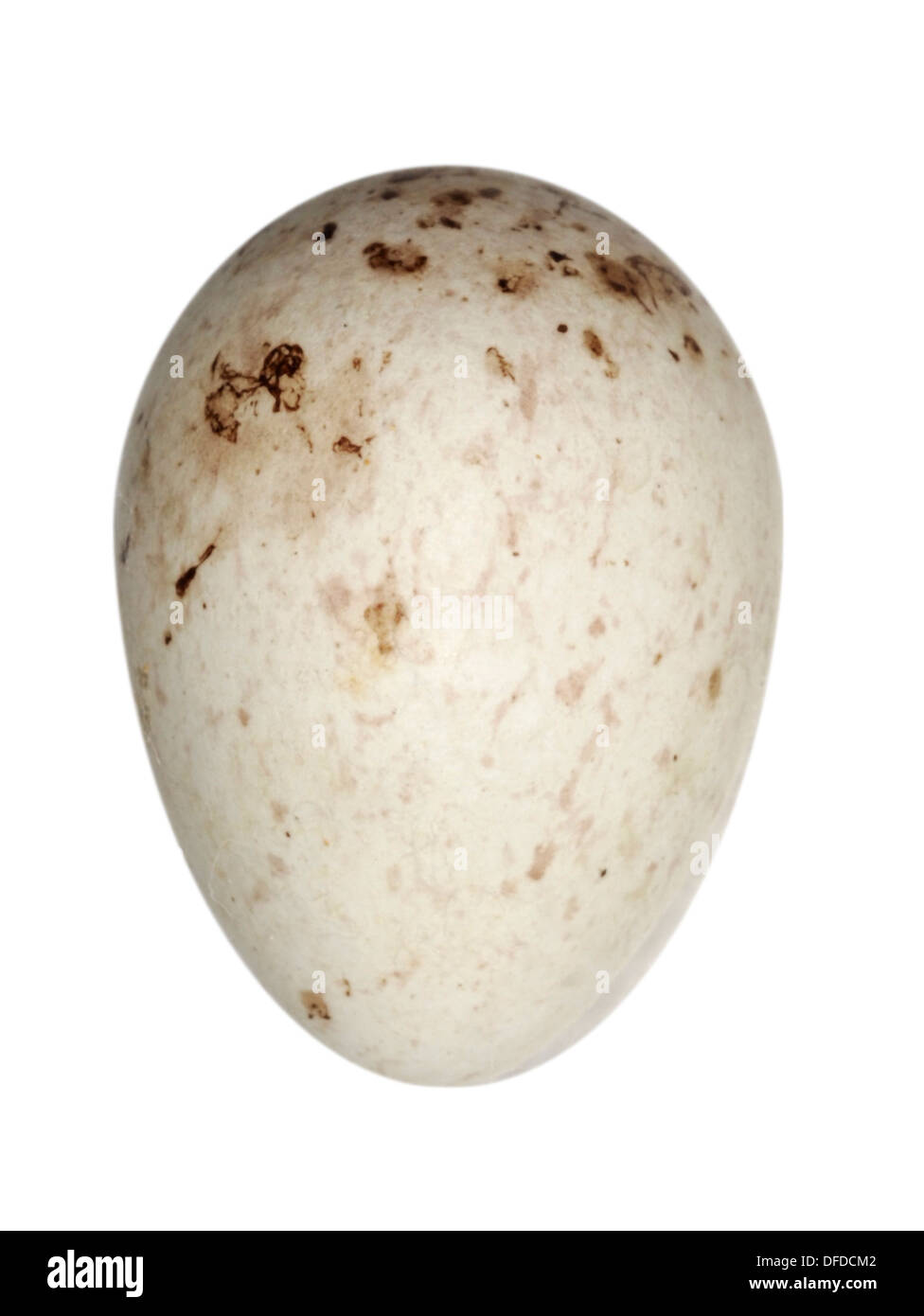 Verdier Carduelis chloris Banque D'Images