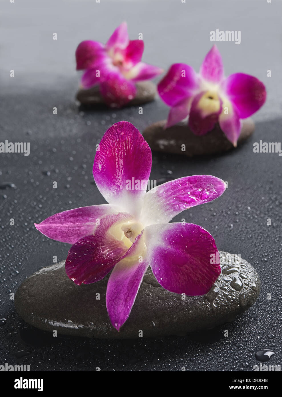 Pierres zen avec orchidée fleurs sur fond blanc.Shallow DOF Banque D'Images