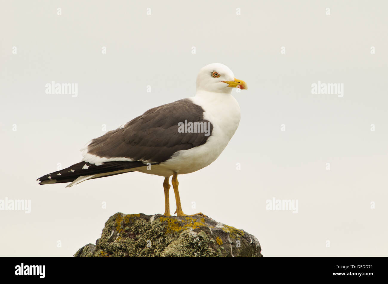 Un adulte moindre Goéland marin (Larus fuscus) debout sur un rocher incrusté de lichen sur l'île de Skomer, Pembrokeshire Banque D'Images