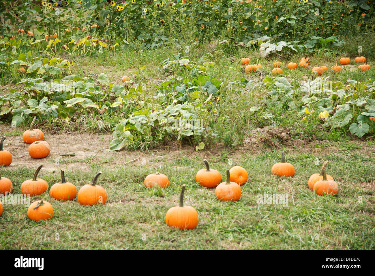 Plusieurs citrouilles lâche sur le sol dans une citrouille Banque D'Images