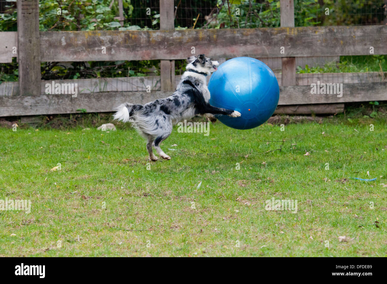 Border Collie à jouer avec grand bal Banque D'Images