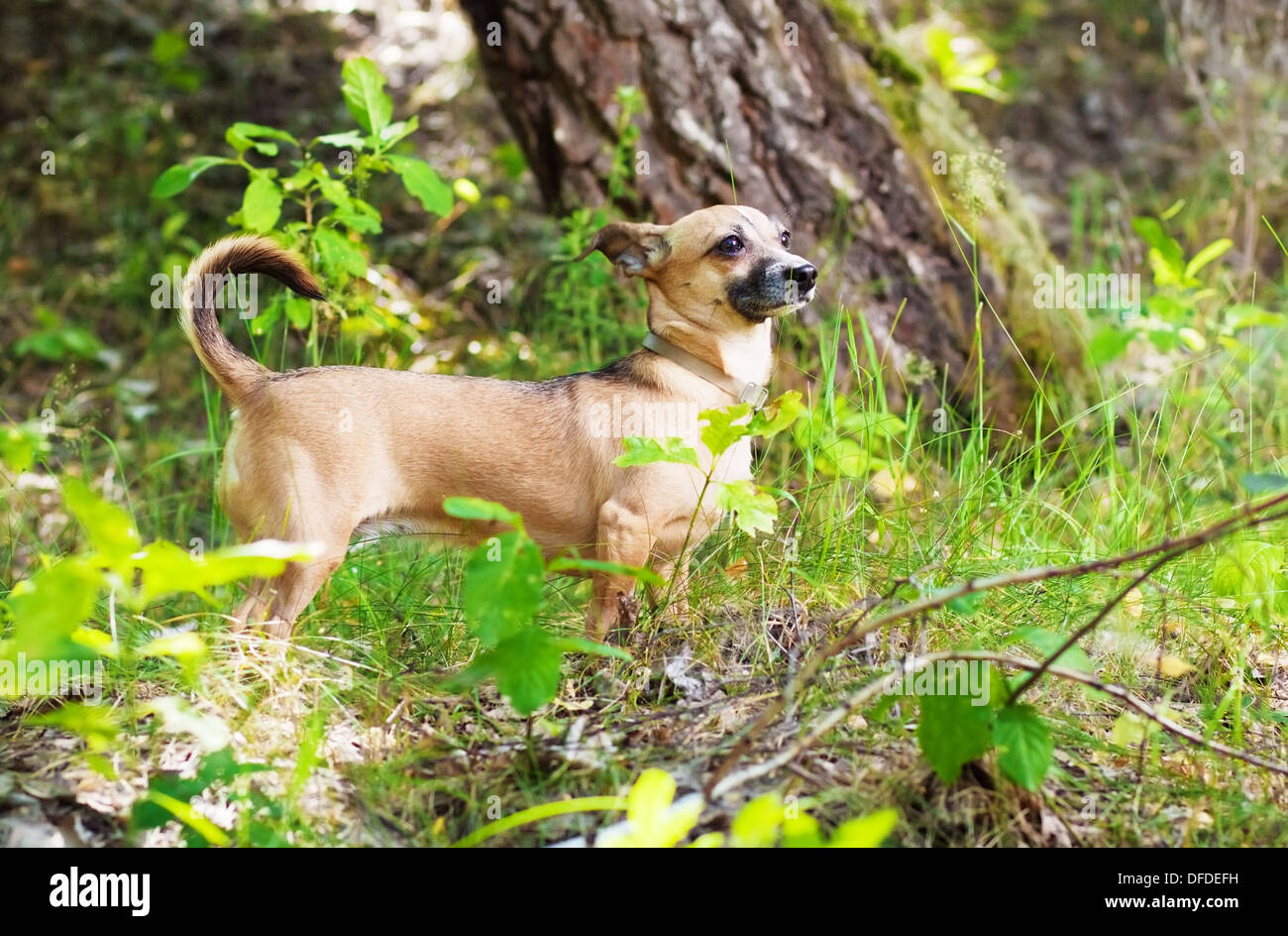 Toy Terrier dans la nature, dans la forêt Banque D'Images