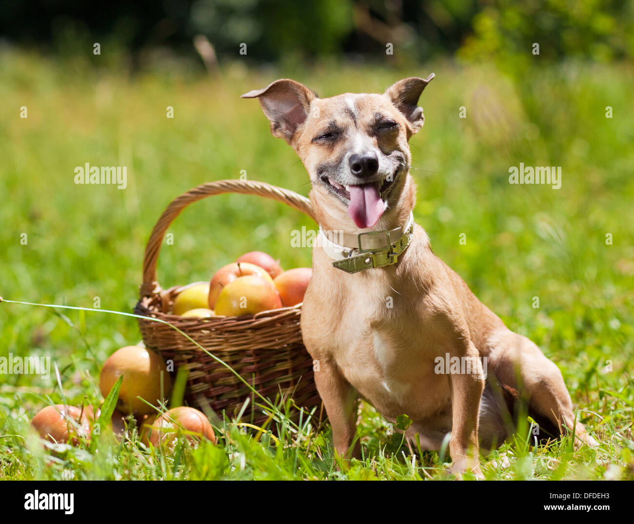 Toy Terrier dans la nature avec un panier de pommes Banque D'Images