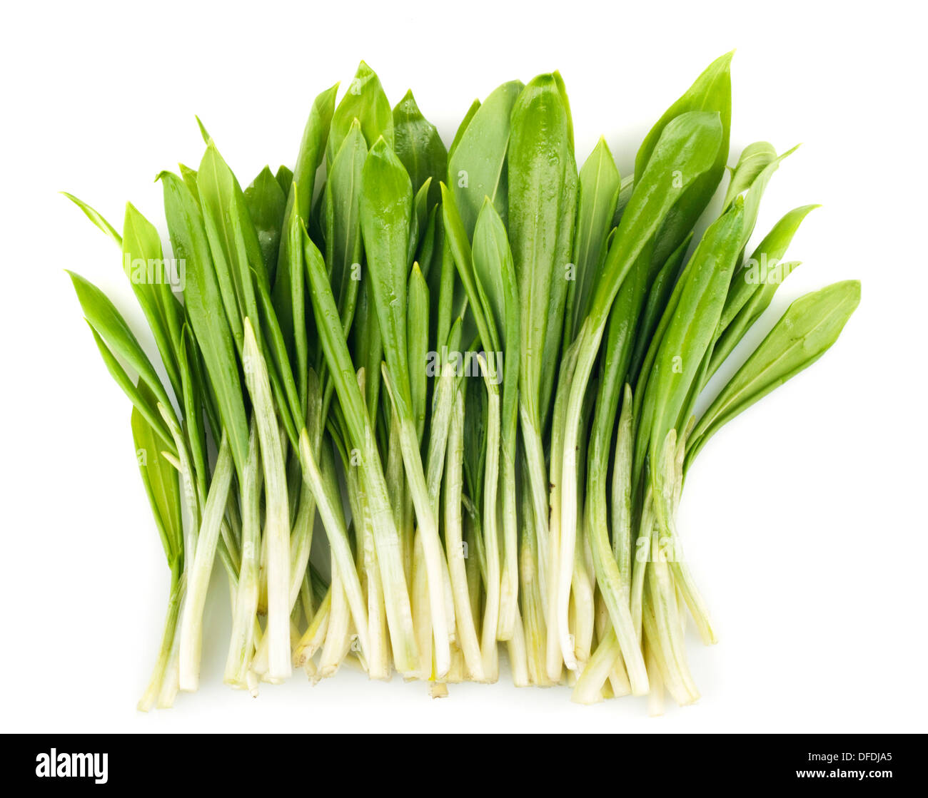 Légumes botte ramson isolé sur fond blanc Banque D'Images