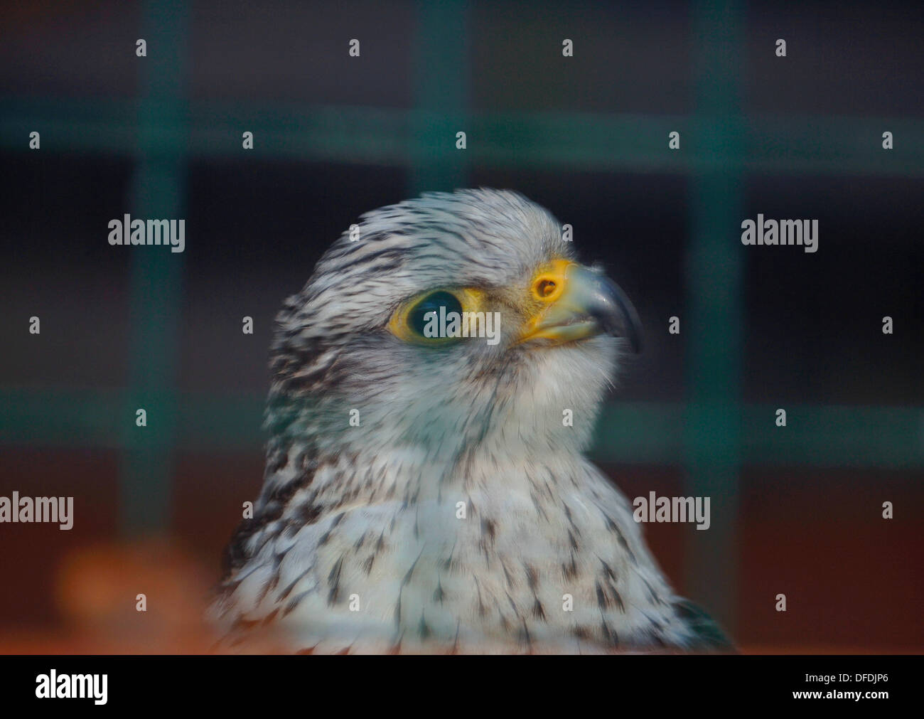 Blanc en captivité gyr saker falcon hybride. Banque D'Images