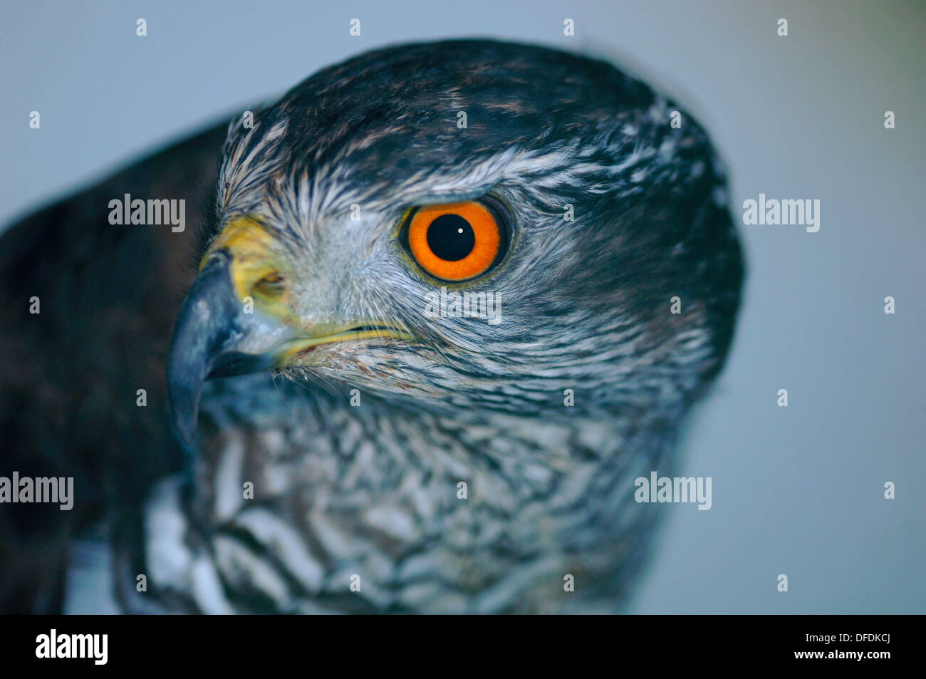 Portrait d'un Autour des palombes (Accipiter gentilis). Banque D'Images