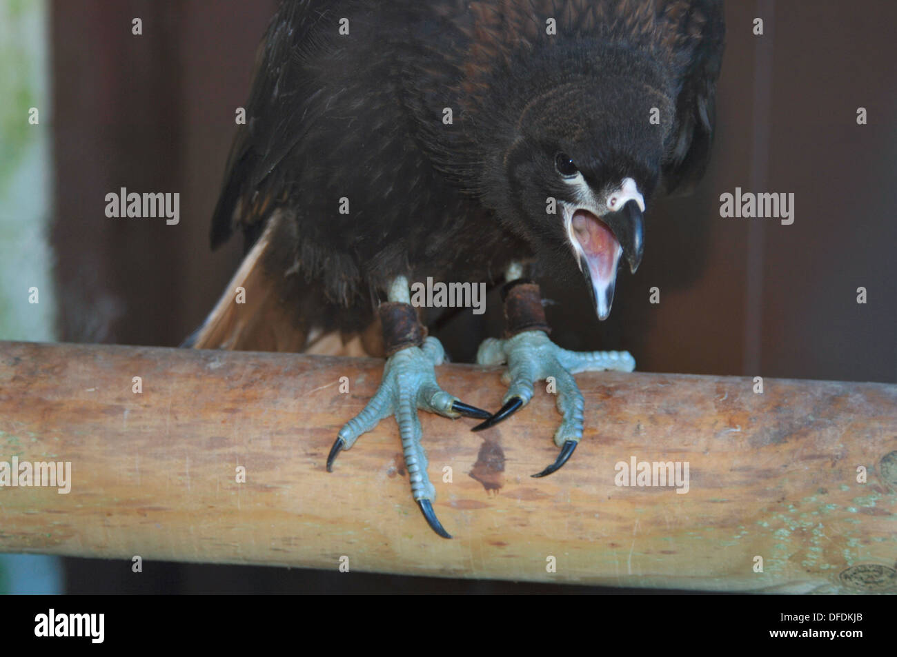 Un jeune caracara strié en captivité, l'oiseau de proie(phalcobenus australis) Banque D'Images