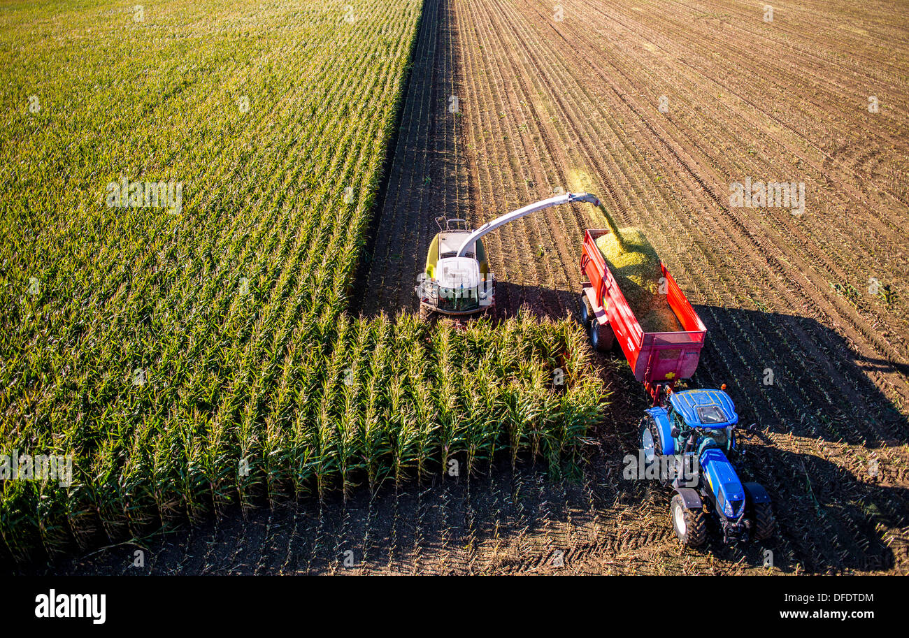 L'agriculture, la récolte de maïs. Moissonneuse-batteuse, ensileuse fonctionne à travers un champ de maïs. L'ensilage est pompé directement dans une remorque. Banque D'Images